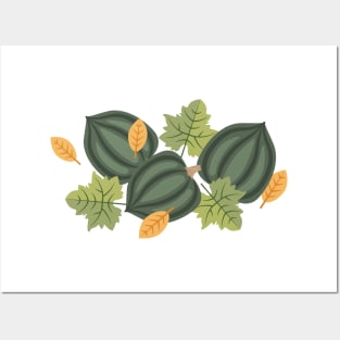 Acorn Squash Posters and Art